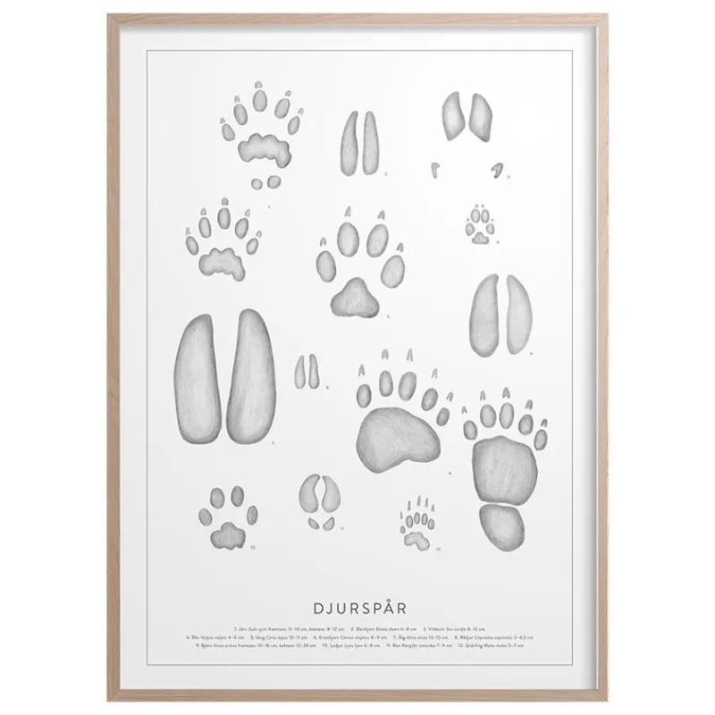 Hot Iris Hantverk Poster Djurspår