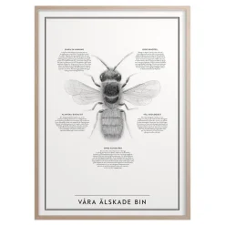 Hot Iris Hantverk Poster Våra Älskade Bin