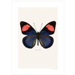 Outlet Iris Hantverk Print Batesia Chrysochlora