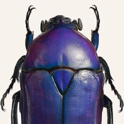 Discount Iris Hantverk Print Chlorocala Africana Oertzeni