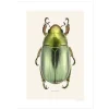 Hot Iris Hantverk Print Chrysina Strasseni
