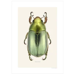 Hot Iris Hantverk Print Chrysina Strasseni