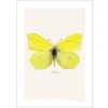 New Iris Hantverk Print Citronfjäril