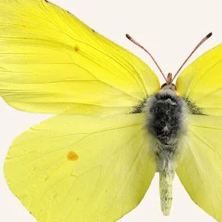 New Iris Hantverk Print Citronfjäril