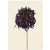 Discount Iris Hantverk Print Dahlia, Torkad