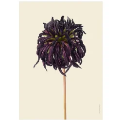 Discount Iris Hantverk Print Dahlia, Torkad