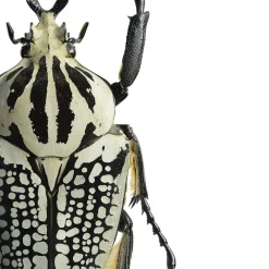 New Iris Hantverk Print Goliathus Orientalis