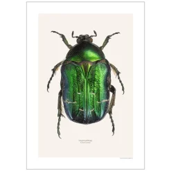 Online Iris Hantverk Print Gräsgrön Guldbagge