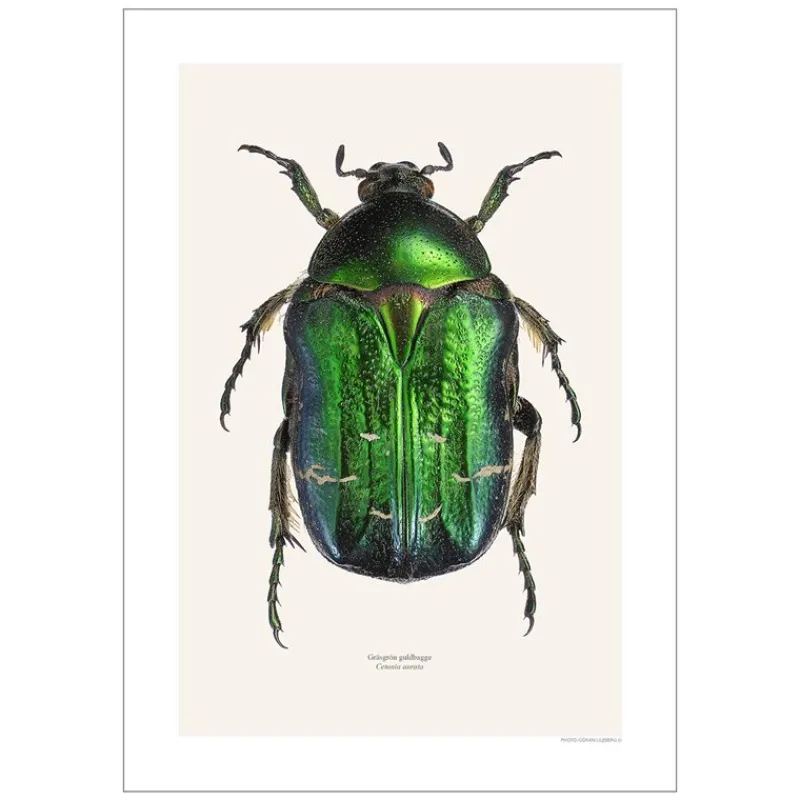 Online Iris Hantverk Print Gräsgrön Guldbagge