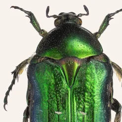 Online Iris Hantverk Print Gräsgrön Guldbagge