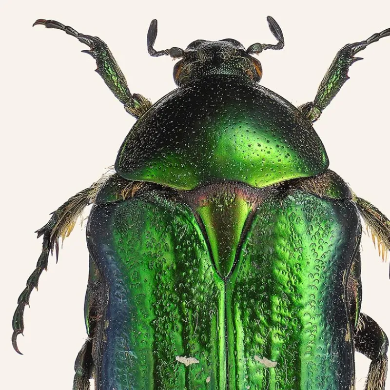 Online Iris Hantverk Print Gräsgrön Guldbagge