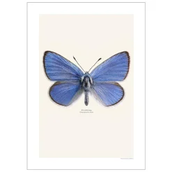 Sale Iris Hantverk Print Klöverblåvinge