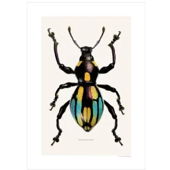 New Iris Hantverk Print Pachyrhynchus Dohrni