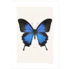 Sale Iris Hantverk Print Papilio Ulysses