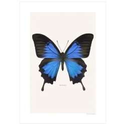 Sale Iris Hantverk Print Papilio Ulysses