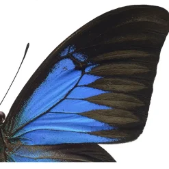 Sale Iris Hantverk Print Papilio Ulysses