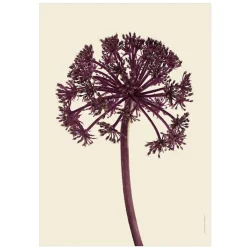 Sale Iris Hantverk Print Rödkvanne