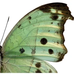 New Iris Hantverk Print Salamis Parhassus