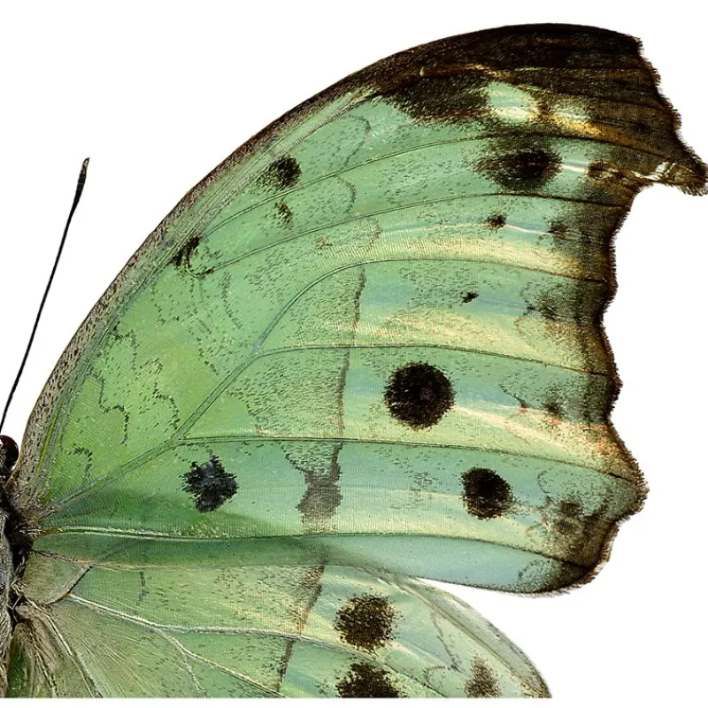 New Iris Hantverk Print Salamis Parhassus