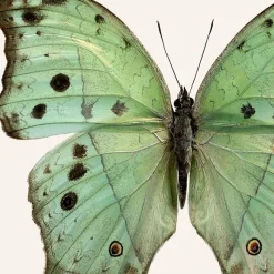 New Iris Hantverk Print Salamis Parhassus