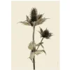 Sale Iris Hantverk Print Silvermartorn
