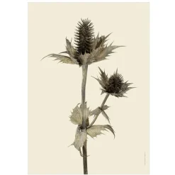 Sale Iris Hantverk Print Silvermartorn