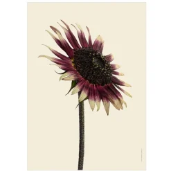 Discount Iris Hantverk Print Solros, Profil