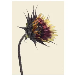 Clearance Iris Hantverk Print Solros, Slår Ut