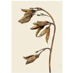 Outlet Iris Hantverk Print Syren, Torkad