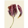 Best Iris Hantverk Print Tulpan - Plommon blad