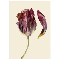 Best Iris Hantverk Print Tulpan - Plommon blad