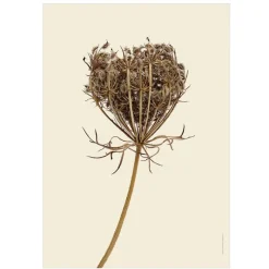 Clearance Iris Hantverk Print Vildmorot, Torkad